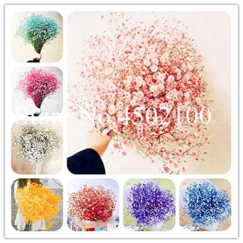 Ponak Neue 100 PC Gypsophila Blumensamen für schönen Garten Multi-Color von ponak