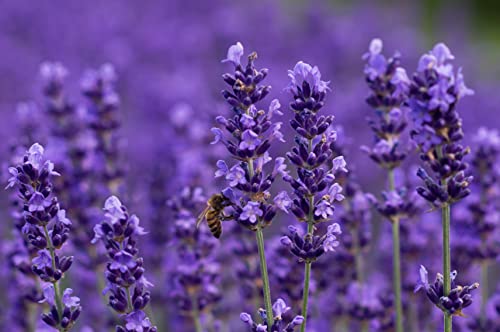 Prademir – echter Lavendel Samen zur Lavendel Pflanzen Anzucht – 100x Lavendelsamen winterhart & mehrjährig – ideal für Bienen & Schmetterlinge – 100% organische Natursamen ohne Chemie von prademir
