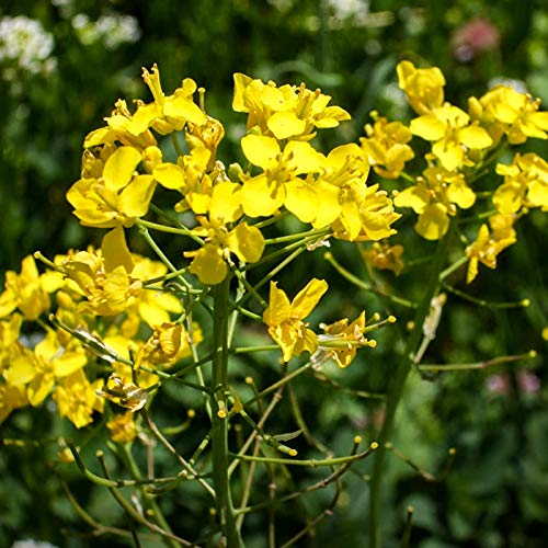 Senf-Kraut mehrjährig 250 x Samen 100% Natursamen aus Portugal handgepflückt von prademir