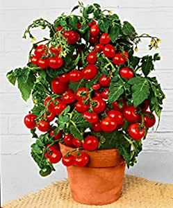 Prademir – Cocktailtomaten Samen/Bonsai-Tomaten Samen “Minibel” – Tomatensamen handverlesen aus Portugal – Tomatensaat mit hoher Keimrate für Fensterbank & Topf (50 Samen) von prademir