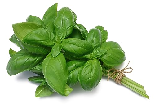 BIO Saatgut Basilikum Genovese Kräutersamen 500 x Samen | sehr hohe Keimrate… BIO Saatgut Basilikum Genovese Kräutersamen 500 x Samen | sehr hohe Keimrate… von prademir