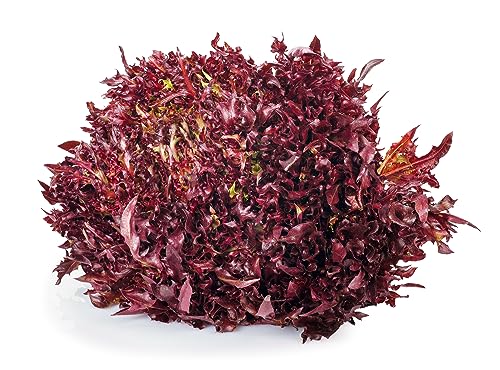 BIO Saatgut Salat "Red Salad Bowl" 100 x Samen Prademir samenfest von prademir