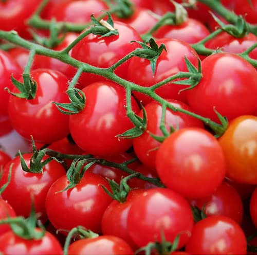 Cherry-Tomate Kirsch-Tomate 25 x Samen aus Portugal 100% Natur (Ohne Chemie) Massenträger mit vielen Früchten (100 Samen) von prademir