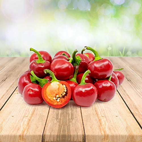 Chili Red Cherry 25 x Samen aus Portugal 100% Natürlich ohne Chemische Anzuchthilfe oder Gentechnik von prademir