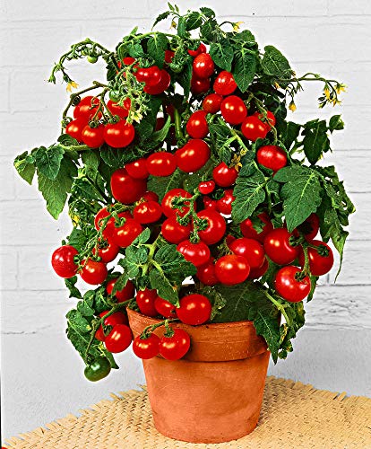 Prademir – Cocktailtomaten Samen/Bonsai-Tomaten Samen “Minibel” – 25x Tomatensamen handverlesen aus Portugal – Tomatensaat mit hoher Keimrate für Fensterbank & Topf – 100% Natursamen ohne Chemie von prademir