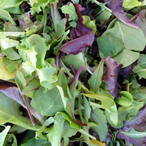 Fitness pur Pflücksalat, Babyleaf Salat, Baby Leaf Mischung, 100% Natursamen mehr als 1000 Samen von prademir