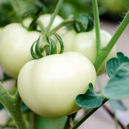 Fleischtomate White Beauty 25 x Samen 100% natürlich Aufzucht/absolute Rarität/Massenträger (White Beauty) von prademir