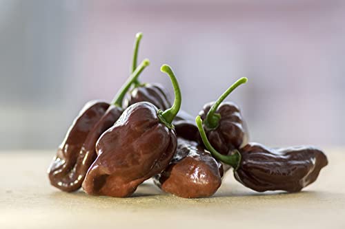 Habanero Schokolade - 25 x Samen *scharf und schokoladig im Geschmack* Massenträger neue Ernte 100% Natursamen… (Habanero Schokolade) von prademir