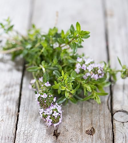 Bohnenkraut mehrjährig 250 x Samen 100% Natursamen aus Portugal handgepflückt von prademir