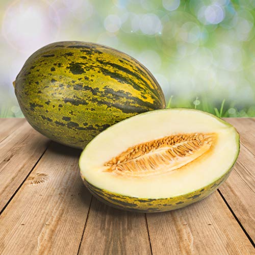 Melon Pele de Sapo 25 x Samen - 100% Natursamen, Superfruchtig und Herrlich Erfrischend von prademir