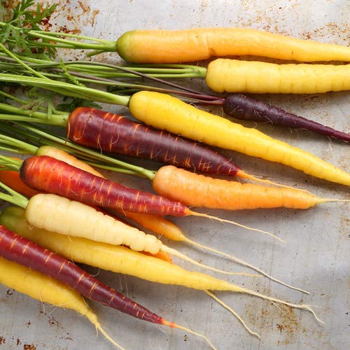 Möhren Karotten Rainbow F1 125 x Samen hohe Keimfähigkeit von prademir