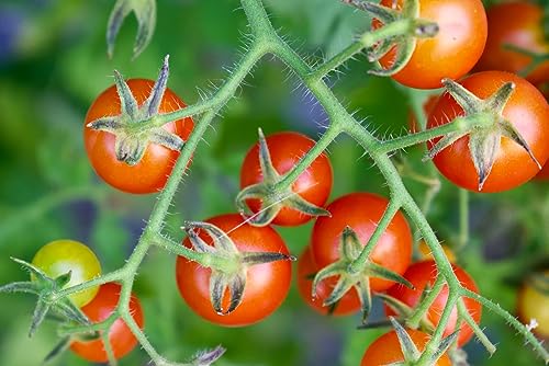 Prademir – 50 x Bonsai-Tomaten Samen “Tiny Tim” – Tomatensaat mit hoher Keimrate für Fensterbank von prademir