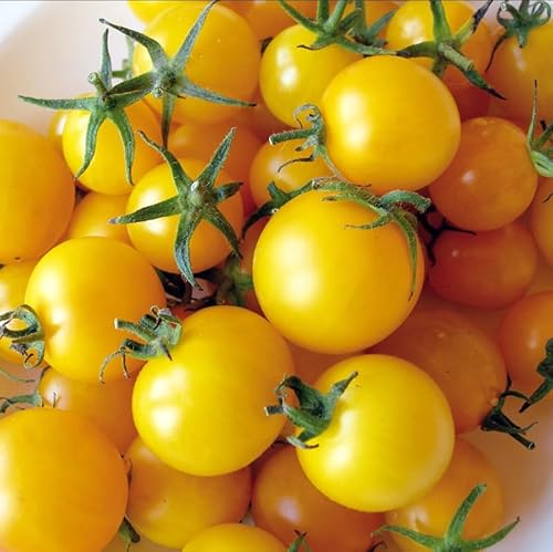 Prademir – 50 x Tomate Samen “Lemon Drop” – Tomatensaat | Tomatensamen mit hoher Keimrate für Fensterbank von prademir