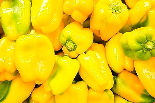 Prademir gelbe Paprika "quadrato d'asti" 50 x Samen aus Portugal in Bioqualität/Massenträger ideal für Salte und zum Einlegen von prademir