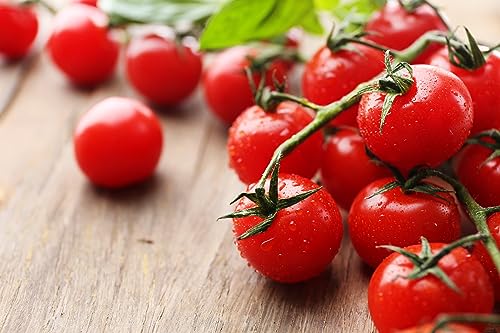 Saatgut Tomate Vilma 50 x Samen samenfest Prademir 100% Natur von prademir