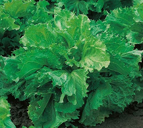 250 x Samen Salat "Corneta de Bordeos" mehrjährig 100% Natursamen aus Portugal handgepflückt von prademir