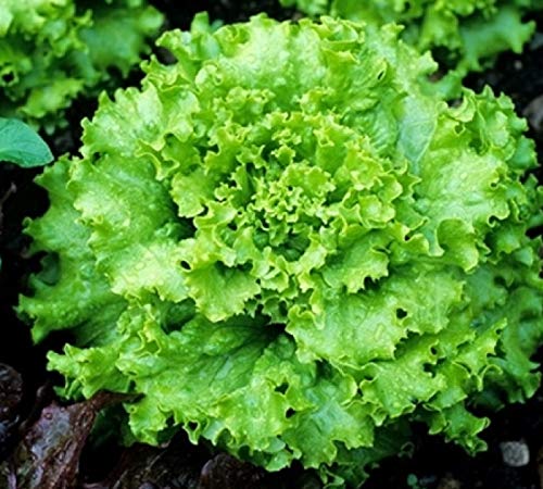 250 x Samen Salat "Grand Rapids" mehrjährig 100% Natursamen aus Portugal handgepflückt von prademir