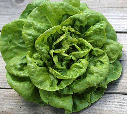 250 x Samen Salat "Kagraner Sommer" mehrjährig 100% Natursamen aus Portugal handgepflückt von prademir