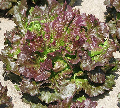 250 x Samen Salat "Maravilha Verano" mehrjährig 100% Natursamen aus Portugal handgepflückt… von prademir