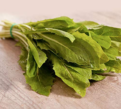 250 x Samen Salat "Schnittzichorie" mehrjährig 100% Natursamen aus Portugal handgepflückt von prademir