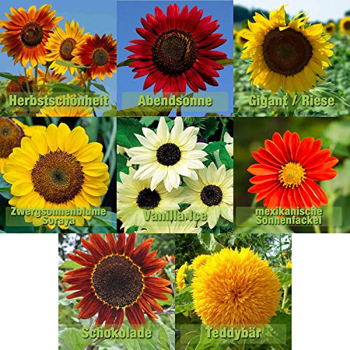 Sonnenblumen Samen Mix 8 Sorten Sonnenblumensamen Riesig bis klein | 10-12 Samen je Sorte | Riesensonnenblume Sommerwiese Schmetterlingsblumen Samen geliebt von Hummeln und Bienen von prademir