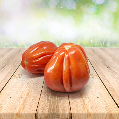 Tomato ''Bullenherz'' Samen aus Portugal 100% Natursamen ohne chemische Anzuchthilfen oder Gentechnik (25 Samen) von prademir
