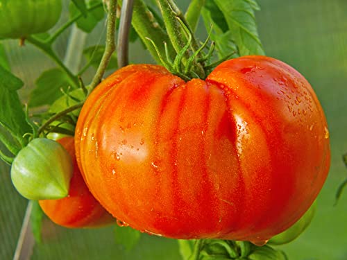 Tomato ''Bullenherz'' Samen aus Portugal 100% Natursamen ohne chemische Anzuchthilfen oder Gentechnik (100 Samen) von prademir
