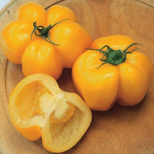 Tomato ''Yellow Stuffer'' 25 x Samen aus Portugal 100% Natursamen ohne chemische Anzuchthilfen oder Gentechnik von prademir