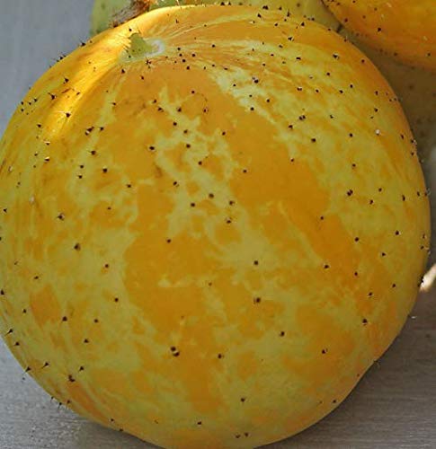 Zitronengurke Crystal Cucumber aus Portugal 10 x Samen 100% Natursamen ohne Chemie - alte Sorte/Ernte 2019 von prademir