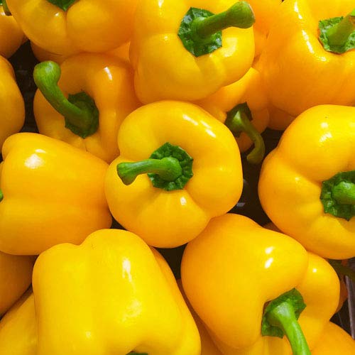 gelbe Paprika 25 x Samen aus Portugal in Bioqualität/Massenträger ideal für Salte und zum Einlegen von prademir