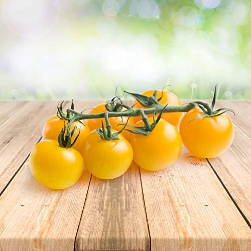 Tomato ''Gelbe Cocktail'' 25 x Samen aus Portugal 100% Natursamen ohne chemische Anzuchthilfen oder Gentechnik von prademir