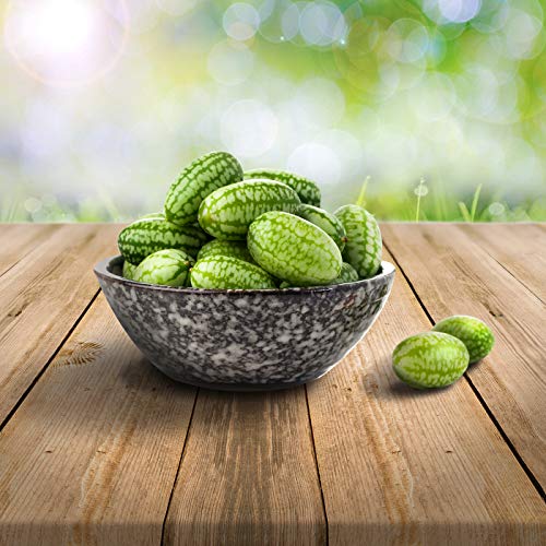 mexikanische Minigurke/Snackgurke/ 25 x Samen, 100% Naturalseeds, ideal für Terrasse, Fensterbank, Containerkultur von prademir