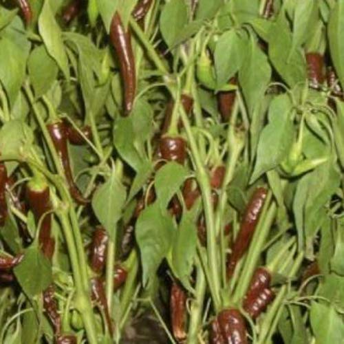 scharfe Chili aus Portugal "Jindungo Schoko" in 100% Naturqualität - 25 x Samen - scharf pikant von prademir