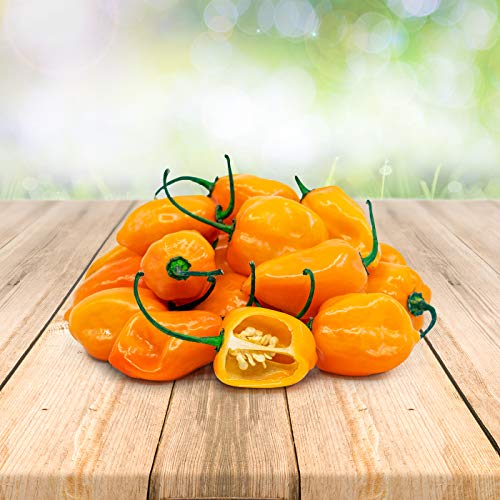 Habanero Orange 25 x Samen aus Portugal 100% Natürlich ohne Chemische Anzuchthilfe oder Gentechnik von prademir