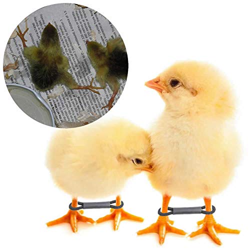 pranovo 50 Stück Baby Küken Bein Hobbles Hobbling Huhn Hobble Hosenträger für Spruddle Leg Reparatur von 1 bis 3 Tagen neu geschlüpft pranovo 50 Stück Baby Küken Bein Hobbles Hobbling Huhn Hobble Hosenträger für Spruddle Leg Reparatur von 1 bis 3 Tagen neu geschlüpft von pranovo