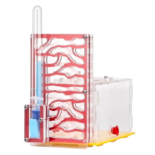 predolo Zuchtgehäuse mit Futterspielzeug, Lern Acryl Ameisenfarm Lebensraum für Wissenschaftliche Beobachtungsdekoration auf Dem Tisch, Rot predolo Zuchtgehäuse mit Futterspielzeug, Lern Acryl Ameisenfarm Lebensraum für Wissenschaftliche Beobachtungsdekoration auf Dem Tisch, Rot von predolo