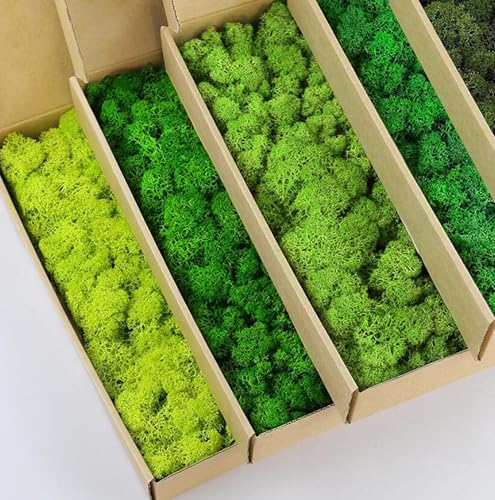 prefleur 5 Farben Mix Pack konserviert Rentiermoos Natur Grün DIY Kit Gartenarbeit Kunst Wand Dekor Florist Dekor (0,45 kg) (Grün-01 Grün-02 Grün-03 Grün-04 Grün-06) von prefleur