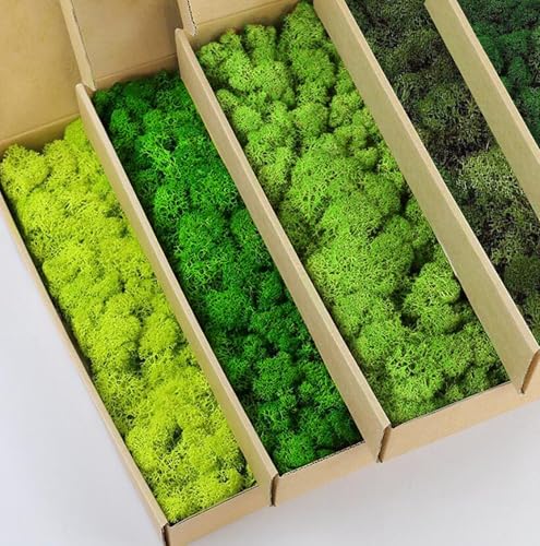 prefleur 5 Farben Mix Pack konserviert Rentiermoos Natur Grün DIY Kit Gartenarbeit Kunst Wand Dekor Florist Dekor (0,45 kg) (Grün-01 Grün-02 Grün-03 Grün-06 Grün-12) von prefleur