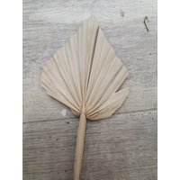 Palm Speer Natur/Rosa/Fuschia(x50 Stiele Bulk Palm Speer Natur/Rosa/Fuschia(x50 Stiele Bulk von preserveddriedplants