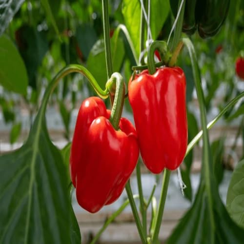 100 Stück Neue Frische Neue Paprika Gemüsesamen Rot 100 Stück Neue Frische Neue Paprika Gemüsesamen Rot von punikondra