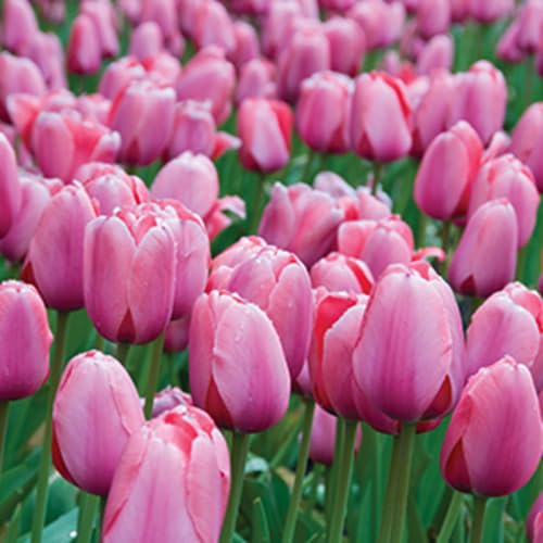 Blühende Tulpensamen rosa Blühende Tulpensamen rosa von punikondra