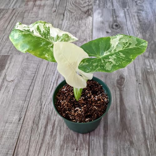 Frische Alocasia Pflanzensamen Grün Weiß 50 Stück Frische Alocasia Pflanzensamen Grün Weiß 50 Stück von punikondra