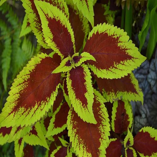 Frische Coleus Pflanzensamen 100 Stück Grün Rot Frische Coleus Pflanzensamen 100 Stück Grün Rot von punikondra