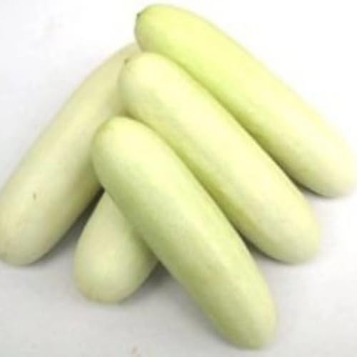 Frische Gurken-Gemüsesamen 70 Stück weiß Frische Gurken-Gemüsesamen 70 Stück weiß von punikondra