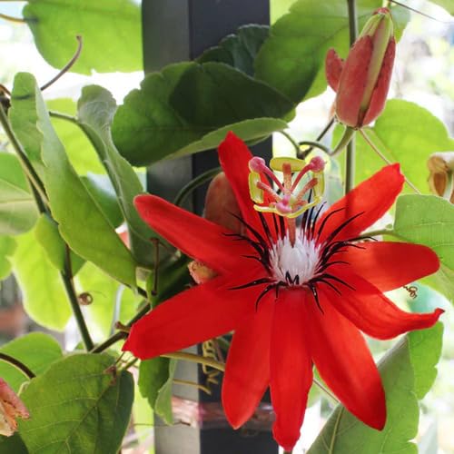 Neue, frische 5-teilige rote Passiflora-Blumensamen Neue, frische 5-teilige rote Passiflora-Blumensamen von punikondra