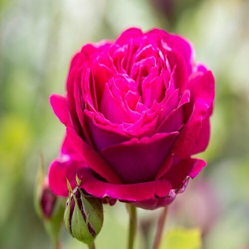 Neue Rosenblütensamen Rosa Neue Rosenblütensamen Rosa von punikondra