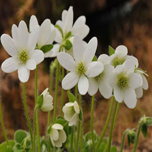 Neue frische 50 Stück weiße Leberblümchen-Blumensamen Neue frische 50 Stück weiße Leberblümchen-Blumensamen von punikondra