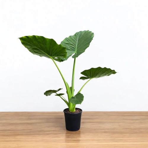 Neue frische Alocasia Pflanzensamen Grün 30St Neue frische Alocasia Pflanzensamen Grün 30St von punikondra