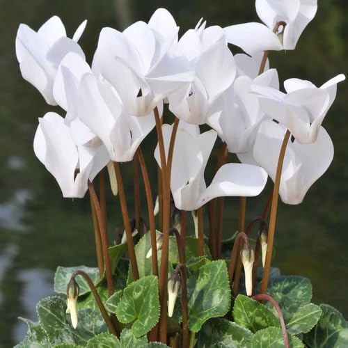 Neue frische Alpenveilchen-Blumensamen 100 Stück weiß Neue frische Alpenveilchen-Blumensamen 100 Stück weiß von punikondra