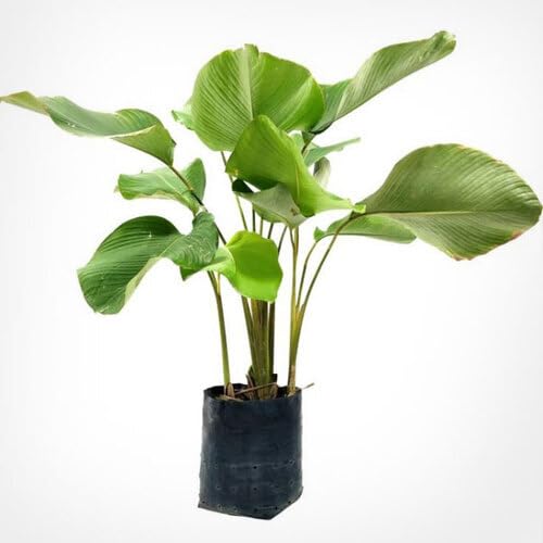 Neue frische Calathea-Pflanzensamen, 40 Stück, grün Neue frische Calathea-Pflanzensamen, 40 Stück, grün von punikondra